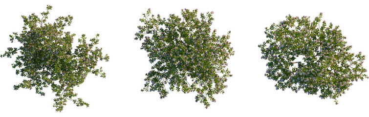 Escallonia x langleyensis apple tree plan, top view, cutout, transparent background, isolate, Blooming blueberry shrub overhead view, perfect for garden designs plans © Peter Hai