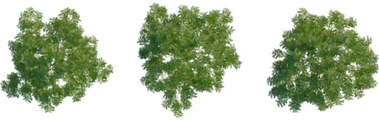 Indigofera heterantha tree plan, top view, cutout, transparent background, isolate, Aerial view showcasing lush green tree foliage with hints of pink blooms