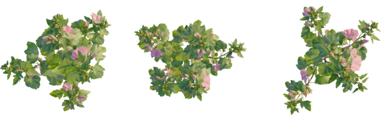 Lavatera clementii tree plan, top view, cutout, transparent background, isolate, Elegant pink hibiscus flowers and green leaves for botanical designs