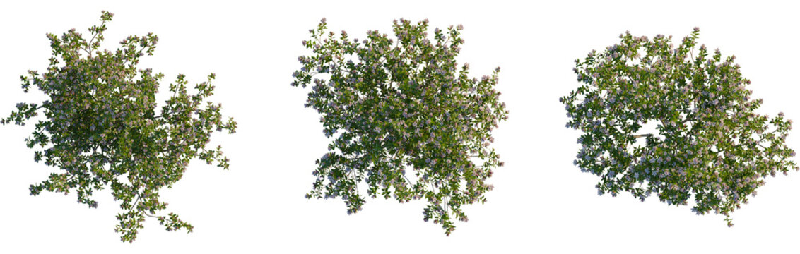 Escallonia x langleyensis apple tree plan, top view, cutout, transparent background, isolate, Blooming blueberry shrub overhead view, perfect for garden designs plans