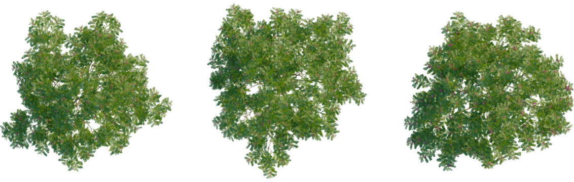 Indigofera heterantha tree plan, top view, cutout, transparent background, isolate, Aerial view showcasing lush green tree foliage with hints of pink blooms