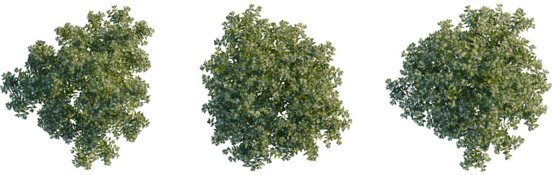 Myrtus communis tree plan, top view, cutout, transparent background, isolate, Flowering tree overhead view for landscaping designs and visualizations