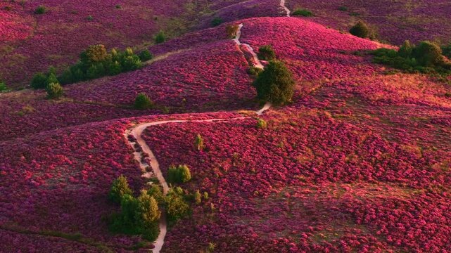 Heather in Bloom, Posbank National park Veluwe, Purple Pink Blooming heater in Posbank Rheden, Netherlands. Aerial Shot.