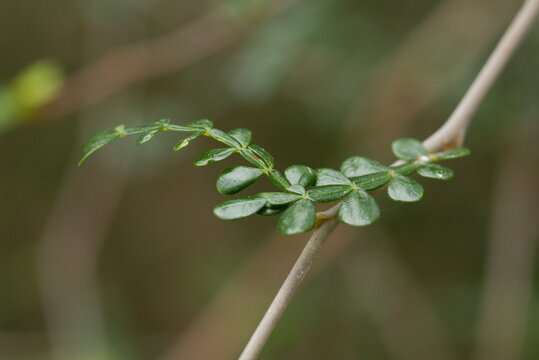 Plant list 2025 - Operculicarya decaryi (Elephant tree)