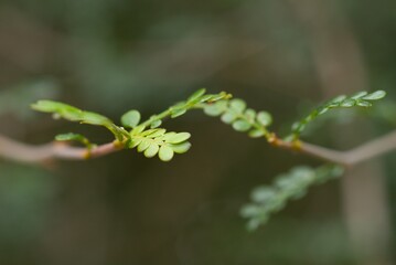 Plant list 2025 - Operculicarya decaryi (Elephant tree)