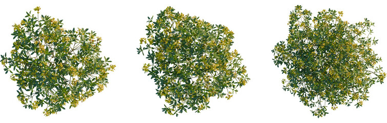 Rhododendron luteum tree plan, top view, cutout, transparent background, isolate, Exotic shrub with golden blossoms offers elegant natural decoration