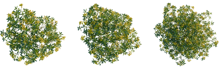 Rhododendron luteum tree plan, top view, cutout, transparent background, isolate, Exotic shrub with golden blossoms offers elegant natural decoration