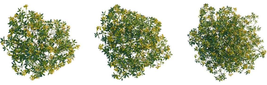 Rhododendron luteum tree plan, top view, cutout, transparent background, isolate, Exotic shrub with golden blossoms offers elegant natural decoration