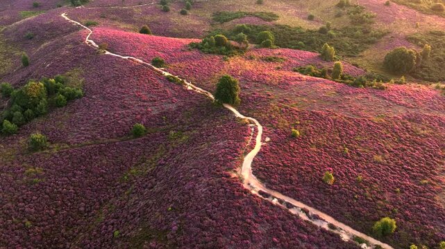 Heather in Bloom, Posbank National park Veluwe, Purple Pink Blooming heater in Posbank Rheden, Netherlands. Aerial Shot.
