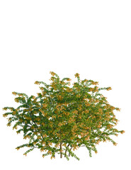 Berberis darwinii tree, front view, cutout, transparent background, isolate, Ornamental bush with vibrant yellow flowers for landscaping projects