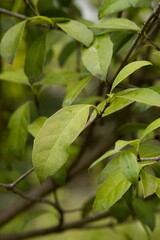 Plant list 2025 - Cassine peragua L. (Cape saffron)