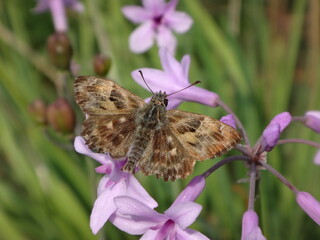 Mallow skipper (Carcharodus alceae) butterfly, male resting on society garlic flowers