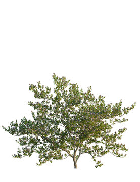 Escallonia x langleyensis apple tree, front view, cutout, transparent background, isolate, Blooming crabapple tree isolated, fresh spring growth and soft blossoms