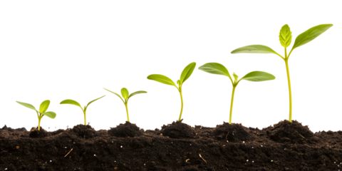 Sequential Stages of Seedling Growth and Sprouting in Fertile Soil.