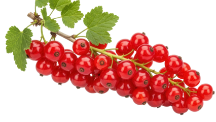 Vibrant red currant berries isolated PNG, fresh fruit on transparent background, healthy eating and summer harvest concept