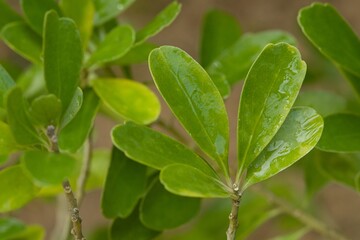 Plant list 2025 - Melicytus orarius (Coastal mahoe)