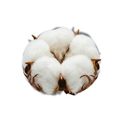 Close-up of a perfectly formed, fluffy raw cotton boll showcasing pure white natural fiber, isolated against a brilliant white background.