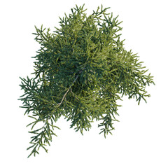 Abies alba tree plan, top view, cutout, transparent, cutout, isolate, Lush green tree foliage from above perfect for landscape design projects