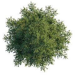 Abies alba tree plan, top view, cutout, transparent, cutout, isolate, Lush green tree from above on black background for landscape designs
