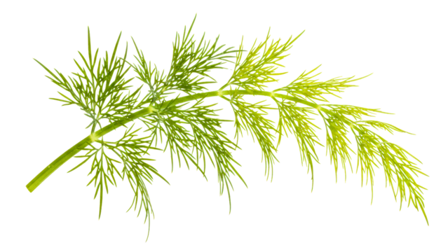 Vibrant green dill frond against a deep-toned void