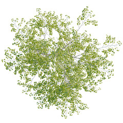 Fototapeta premium Betula pendula tree plan, top view, cutout, transparent, cutout, isolate, Green tree with vibrant leaves offers a stunning aerial perspective view