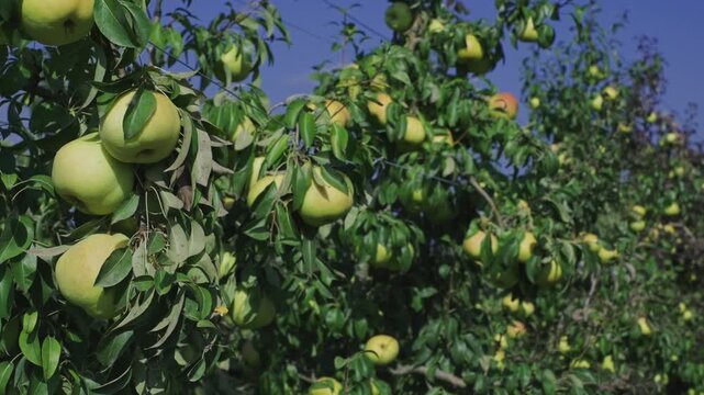 Ripe deveci pears hanging on trees in a bursa orchard