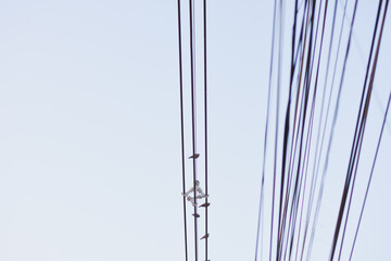 Birds perched on parallel utility wires against a bright sky.