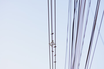 Birds perched on parallel utility wires against a bright sky.