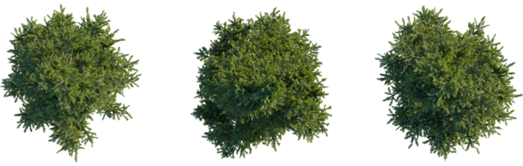 Picea orientalis tree plan, top view, cutout, transparent, cutout, isolate, Stunning aerial view of three diverse leafy green trees isolated on black