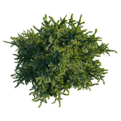 Picea orientalis tree plan, top view, cutout, transparent, cutout, isolate, Vibrant top view lush green evergreen foliage isolated on black background