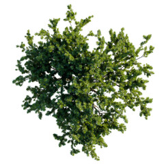 Obraz premium Pinus mugo tree plan, top view, cutout, transparent, cutout, isolate, Lush green treetop view isolated on black background for design use