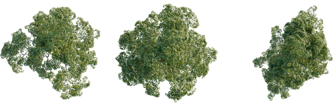 Tilia x europaea tree plan, top view, cutout, transparent, cutout, isolate, Three isolated dense green trees viewed from above on black
