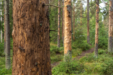 Trees destroyed by bark beetle printer. The death of the forest.
