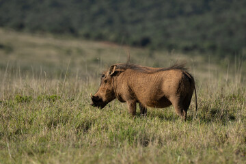 Wild lebendes Warzenschwein im Addo National Park in S&uuml;dafrika