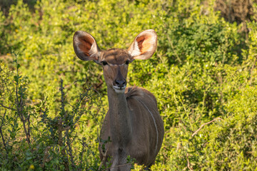 Kudu Antilope im addo national park in S&uuml;dafrika