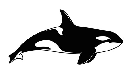 Black and white drawing of a killer whale