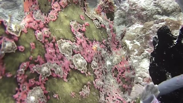 A giant frogfish perfectly camouflaged blends into the surrounding reef at Sipadan Island, Indonesia. Its incredible camouflage allows it to ambush unsuspecting prey.