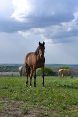 Obraz premium A young red (bay) horse with a dark mane stands in a green pasture. Other horses graze in the background. 