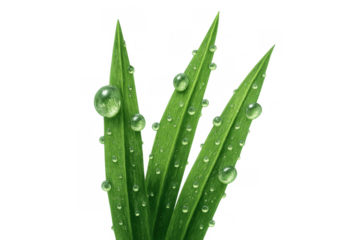 Green grass blades with fresh pure water drops on transparent background, symbolizing nature, growth, freshness
