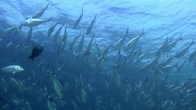 A large school of jacks swims and swirls around in the clear blue water of Sipadan Island, Indonesia. Sun filters down through the surface as they move as one. An incredible dive experience.