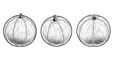 Vintage hand-drawn illustration of three melons with detailed lines and texture