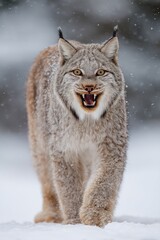 Obraz premium Lynx walking forward in winter snow with open mouth displaying teeth