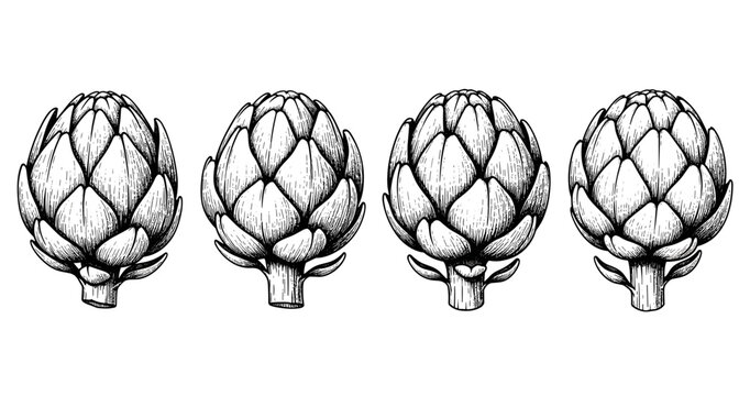 Vintage artichoke drawings: detailed botanical illustrations of artichokes