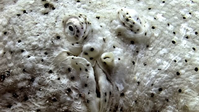 A detailed look at the face of a flatfish, revealing its unique speckled skin, unusual eye placement, and interesting textures in its natural underwater habitat.