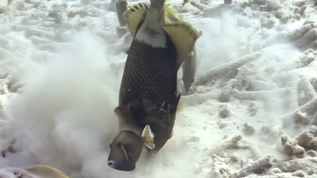 A titan triggerfish protects its nest, blowing away sand to defend its eggs. Other reef fish cautiously approach, while the triggerfish aggressively chases them away in the turquoise water.