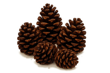 Fototapeta premium Group of natural brown pinecones displaying autumn and winter holiday season concepts with transparent background