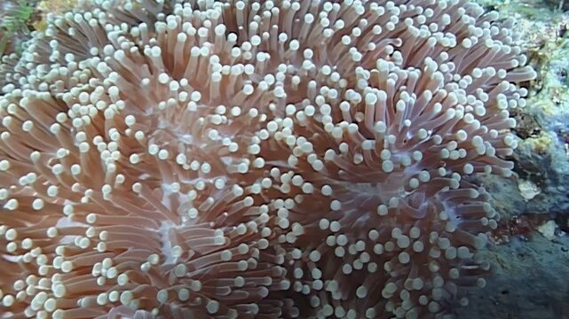 A beautiful sea anemone sits attached to a rock and coral reef in the waters off Papua New Guinea. The tentacles sway in the gentle current, creating a mesmerizing display of underwater life.