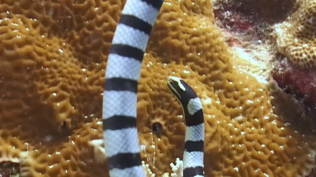 Observe a Banded Sea Krait searching for food around a vibrant coral reef. The black and white stripes are distinctive as the krait navigates its underwater home in the Pacific Ocean.