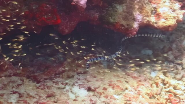 Encounter with a Banded Sea Krait