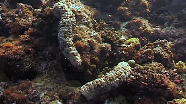 Discover the fascinating sea cucumber dwelling among the coral reefs of Papua New Guinea. See how it navigates the ocean floor, scavenging for nutrients in its natural habitat.